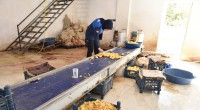 Kepez’de 1,5 ton patates imha edildi