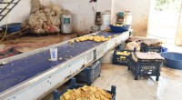 Kepez’de 1,5 ton patates imha edildi