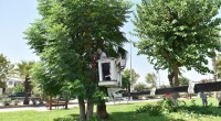 Kepez’in yeşil dokusu güçleniyor